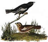 State Bird: Lark Bunting